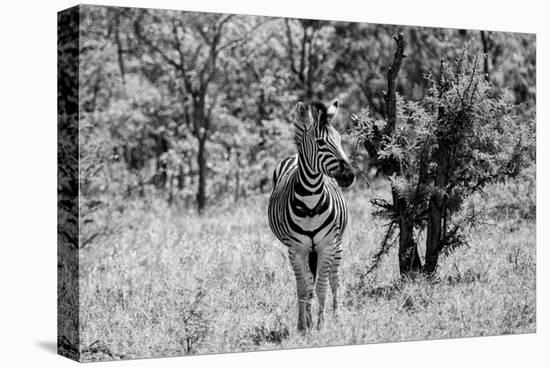 Awesome South Africa Collection B&W - Burchell's Zebra-Philippe Hugonnard-Stretched Canvas