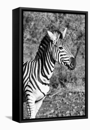 Awesome South Africa Collection B&W - Burchell's Zebra-Philippe Hugonnard-Framed Stretched Canvas