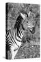 Awesome South Africa Collection B&W - Burchell's Zebra-Philippe Hugonnard-Stretched Canvas