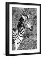 Awesome South Africa Collection B&W - Burchell's Zebra-Philippe Hugonnard-Framed Photographic Print