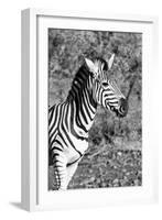 Awesome South Africa Collection B&W - Burchell's Zebra-Philippe Hugonnard-Framed Photographic Print