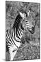 Awesome South Africa Collection B&W - Burchell's Zebra-Philippe Hugonnard-Mounted Photographic Print