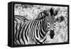 Awesome South Africa Collection B&W - Close-up of Burchell's Zebra II-Philippe Hugonnard-Framed Stretched Canvas