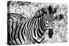 Awesome South Africa Collection B&W - Close-up of Burchell's Zebra II-Philippe Hugonnard-Stretched Canvas