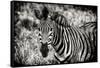 Awesome South Africa Collection B&W - Close-up of Burchell's Zebra-Philippe Hugonnard-Framed Stretched Canvas