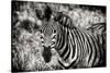 Awesome South Africa Collection B&W - Close-up of Burchell's Zebra-Philippe Hugonnard-Stretched Canvas