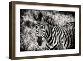 Awesome South Africa Collection B&W - Close-up of Burchell's Zebra-Philippe Hugonnard-Framed Photographic Print