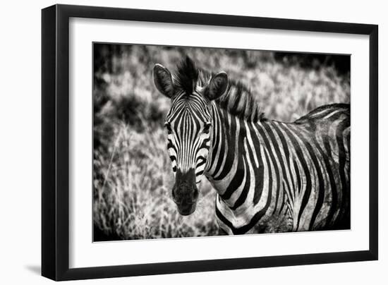 Awesome South Africa Collection B&W - Close-up of Burchell's Zebra-Philippe Hugonnard-Framed Photographic Print