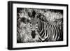 Awesome South Africa Collection B&W - Close-up of Burchell's Zebra-Philippe Hugonnard-Framed Photographic Print