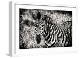 Awesome South Africa Collection B&W - Close-up of Burchell's Zebra-Philippe Hugonnard-Framed Photographic Print