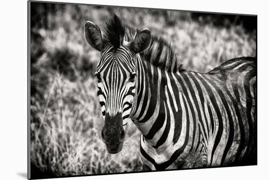 Awesome South Africa Collection B&W - Close-up of Burchell's Zebra-Philippe Hugonnard-Mounted Photographic Print