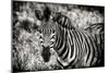 Awesome South Africa Collection B&W - Close-up of Burchell's Zebra-Philippe Hugonnard-Mounted Photographic Print