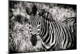 Awesome South Africa Collection B&W - Close-up of Burchell's Zebra-Philippe Hugonnard-Mounted Photographic Print