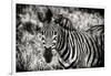 Awesome South Africa Collection B&W - Close-up of Burchell's Zebra-Philippe Hugonnard-Framed Photographic Print