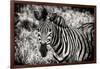 Awesome South Africa Collection B&W - Close-up of Burchell's Zebra-Philippe Hugonnard-Framed Photographic Print