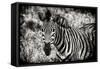 Awesome South Africa Collection B&W - Close-up of Burchell's Zebra-Philippe Hugonnard-Framed Stretched Canvas