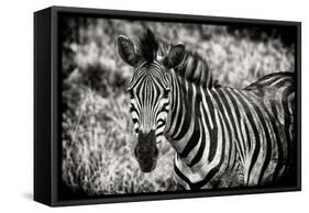 Awesome South Africa Collection B&W - Close-up of Burchell's Zebra-Philippe Hugonnard-Framed Stretched Canvas