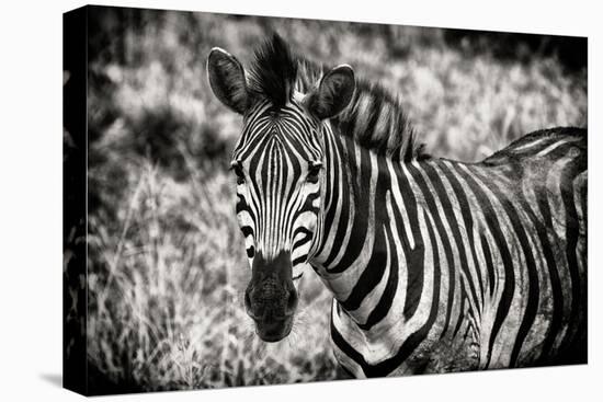 Awesome South Africa Collection B&W - Close-up of Burchell's Zebra-Philippe Hugonnard-Stretched Canvas