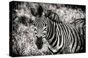 Awesome South Africa Collection B&W - Close-up of Burchell's Zebra-Philippe Hugonnard-Stretched Canvas