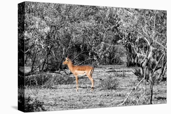 Awesome South Africa Collection B&W - Close-up of Impala-Philippe Hugonnard-Stretched Canvas