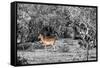 Awesome South Africa Collection B&W - Close-up of Impala-Philippe Hugonnard-Framed Stretched Canvas