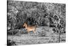 Awesome South Africa Collection B&W - Close-up of Impala-Philippe Hugonnard-Stretched Canvas