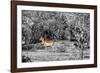 Awesome South Africa Collection B&W - Close-up of Impala-Philippe Hugonnard-Framed Premium Photographic Print