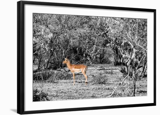 Awesome South Africa Collection B&W - Close-up of Impala-Philippe Hugonnard-Framed Premium Photographic Print