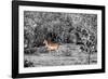 Awesome South Africa Collection B&W - Close-up of Impala-Philippe Hugonnard-Framed Premium Photographic Print