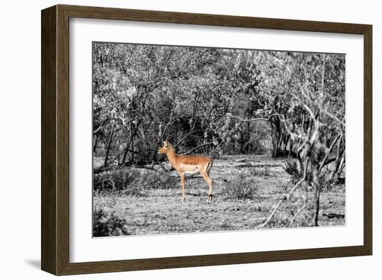 Awesome South Africa Collection B&W - Close-up of Impala-Philippe Hugonnard-Framed Photographic Print