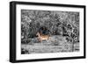 Awesome South Africa Collection B&W - Close-up of Impala-Philippe Hugonnard-Framed Photographic Print