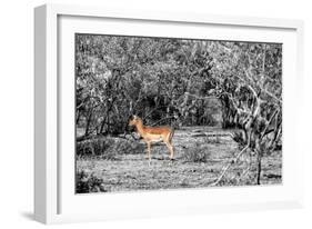 Awesome South Africa Collection B&W - Close-up of Impala-Philippe Hugonnard-Framed Photographic Print