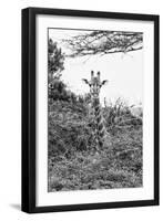 Awesome South Africa Collection B&W - Curious Giraffe II-Philippe Hugonnard-Framed Photographic Print