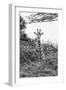 Awesome South Africa Collection B&W - Curious Giraffe II-Philippe Hugonnard-Framed Photographic Print