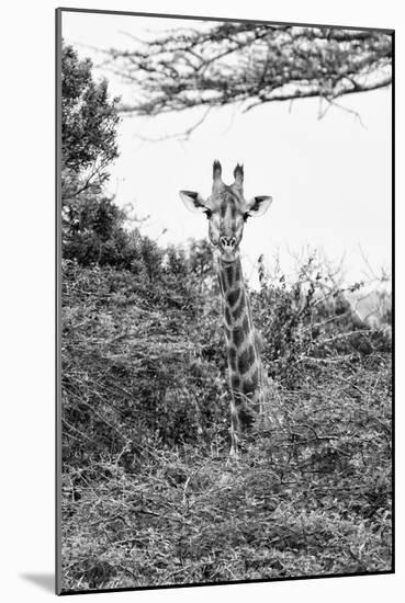 Awesome South Africa Collection B&W - Curious Giraffe II-Philippe Hugonnard-Mounted Photographic Print