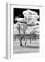 Awesome South Africa Collection B&W - Dead Tree in the African Savannah III-Philippe Hugonnard-Framed Photographic Print