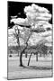 Awesome South Africa Collection B&W - Dead Tree in the African Savannah III-Philippe Hugonnard-Mounted Photographic Print