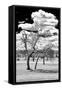 Awesome South Africa Collection B&W - Dead Tree in the African Savannah III-Philippe Hugonnard-Framed Stretched Canvas
