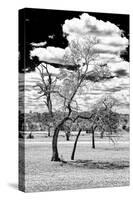 Awesome South Africa Collection B&W - Dead Tree in the African Savannah III-Philippe Hugonnard-Stretched Canvas