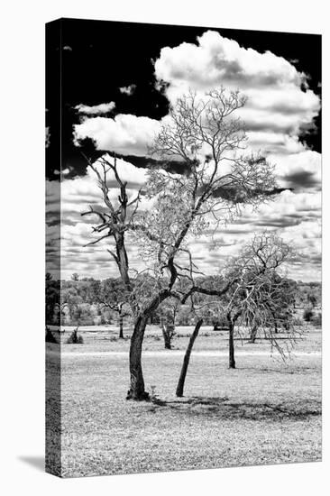 Awesome South Africa Collection B&W - Dead Tree in the African Savannah III-Philippe Hugonnard-Stretched Canvas