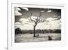 Awesome South Africa Collection B&W - Dead Tree in the African Savannah-Philippe Hugonnard-Framed Photographic Print