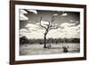 Awesome South Africa Collection B&W - Dead Tree in the African Savannah-Philippe Hugonnard-Framed Photographic Print