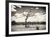 Awesome South Africa Collection B&W - Dead Tree in the African Savannah-Philippe Hugonnard-Framed Photographic Print