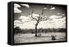 Awesome South Africa Collection B&W - Dead Tree in the African Savannah-Philippe Hugonnard-Framed Stretched Canvas