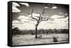 Awesome South Africa Collection B&W - Dead Tree in the African Savannah-Philippe Hugonnard-Framed Stretched Canvas