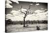Awesome South Africa Collection B&W - Dead Tree in the African Savannah-Philippe Hugonnard-Stretched Canvas