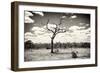 Awesome South Africa Collection B&W - Dead Tree in the African Savannah-Philippe Hugonnard-Framed Photographic Print