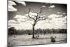 Awesome South Africa Collection B&W - Dead Tree in the African Savannah-Philippe Hugonnard-Mounted Photographic Print