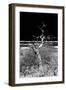 Awesome South Africa Collection B&W - Dead Tree-Philippe Hugonnard-Framed Photographic Print