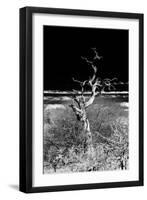 Awesome South Africa Collection B&W - Dead Tree-Philippe Hugonnard-Framed Photographic Print